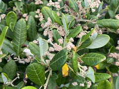 Spyridium globulosum