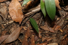 Cryptostylis erecta
