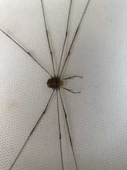 Dicranopalpus