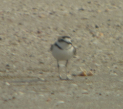 Charadrius peronii