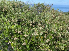 Spyridium globulosum