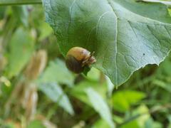 Fruticicola fruticum