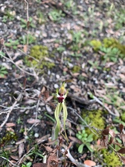 Caladenia parva
