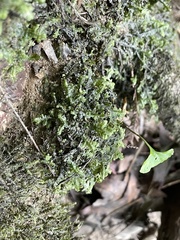 Porella pinnata