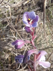 Thelymitra campanulata