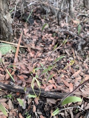 Caladenia parva
