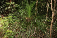 Xanthorrhoea