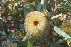 Banksia ornata