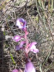 Thelymitra campanulata