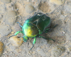 Protaetia speciosissima