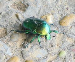 Protaetia speciosissima