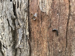 Ommatoiulus moreleti