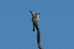 Gliciphila melanops