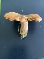 Lactarius deterrimus