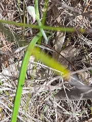 Thelymitra campanulata