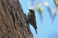Cormobates leucophaea