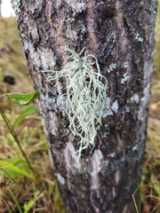 Ramalina farinacea