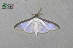 Cydalima laticostalis