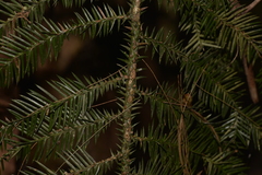 Araucaria cunninghamii