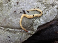 Fletchamia mediolineata