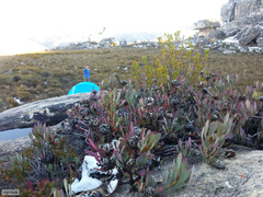 Leucadendron arcuatum