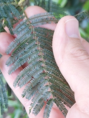 Acacia mearnsii