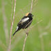 Bobolinks - Photo (c) JanetandPhil, some rights reserved (CC BY-NC-ND)