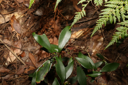 Tristaniopsis laurina