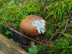 Russula decolorans