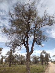 Allocasuarina luehmannii