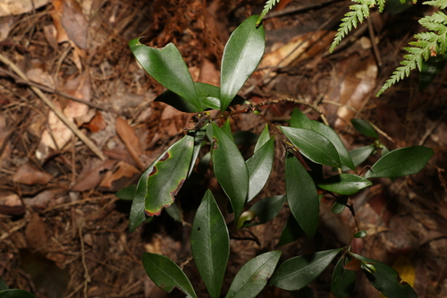 Tristaniopsis laurina