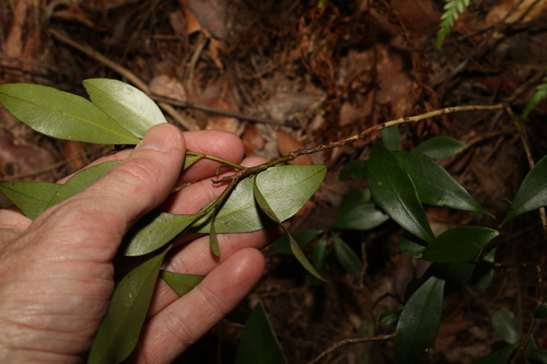Tristaniopsis laurina