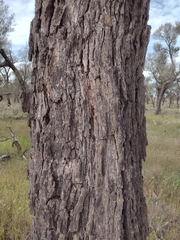 Allocasuarina luehmannii