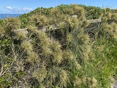 Spinifex longifolius