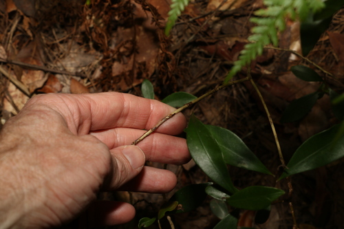Tristaniopsis laurina