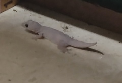 Gehyra mutilata