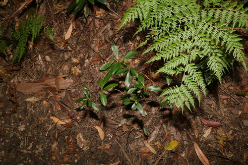 Tristaniopsis laurina
