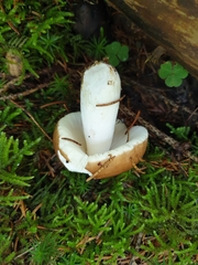 Russula decolorans