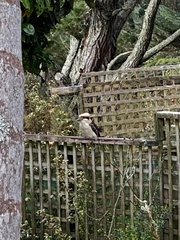 Dacelo novaeguineae novaeguineae