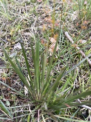 Stylidium graminifolium