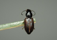 Stenolophini