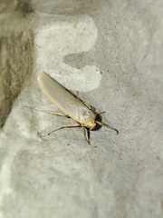Eilema caniola