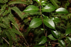 Backhousia myrtifolia