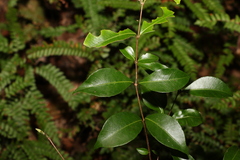 Backhousia myrtifolia
