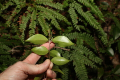 Backhousia myrtifolia