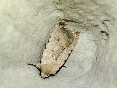 Caradrina clavipalpis