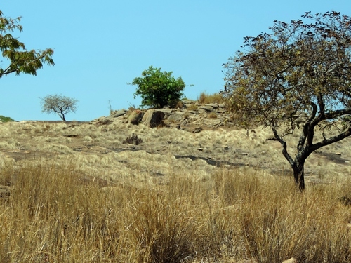 Coleochloa image