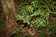 Backhousia myrtifolia