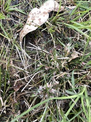 Laxmannia orientalis