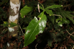 Denhamia celastroides